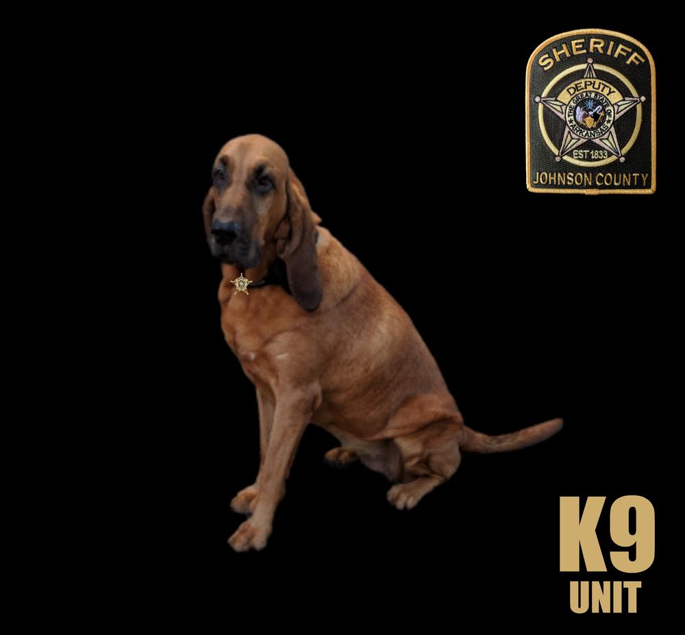 K-9 Loki